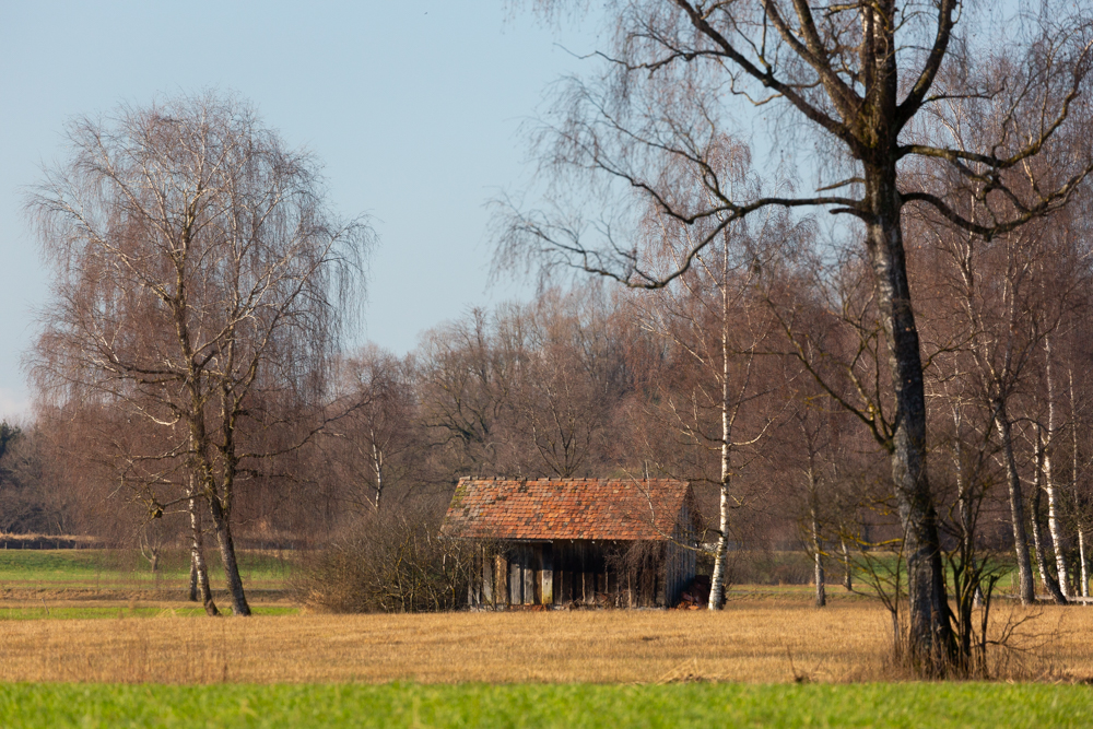 Lauteracherried im Jänner 31
